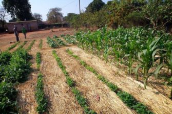 Voisiko kristillinen viljelymenetelmä, Farming God´s Way, helpottaa Afrikan äärimmäisen vaikeaa ruokapulaa?