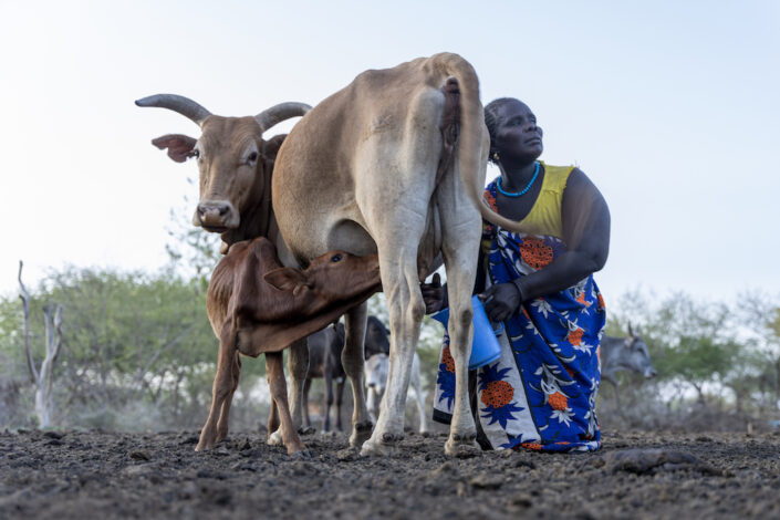 Nainen lypsää lehmää ja vasikka juo toisesta lehmän utareesta.