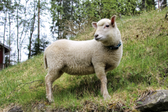 Paimenen läsnäolo rauhoittaa lampaat – Pienen laumansa paimenena Reijo on oppinut, miksi Jeesus puhui omista seuraajistaan lampaina