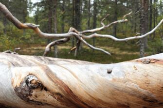 Kuvassa erämaata ja kitukasvuinen puu. Kuvaajan nimi on Maarit Eronen.