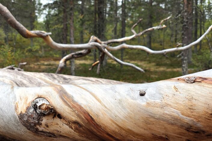 Kuvassa erämaata ja kitukasvuinen puu. Kuvaajan nimi on Maarit Eronen.