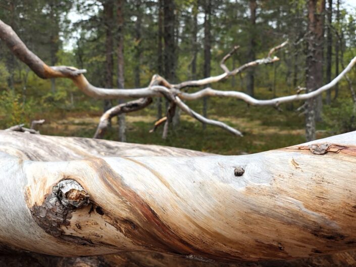 Kuvassa erämaata ja kitukasvuinen puu. Kuvaajan nimi on Maarit Eronen.