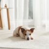 Jack Russell Terrier lepää pehmeällä valkoisella matolla katse kameraan.
