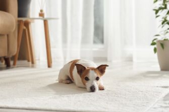 Jack Russell Terrier lepää pehmeällä valkoisella matolla katse kameraan.