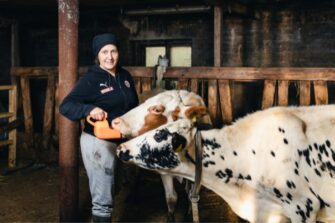 Nainen syöttää kahta lehmää